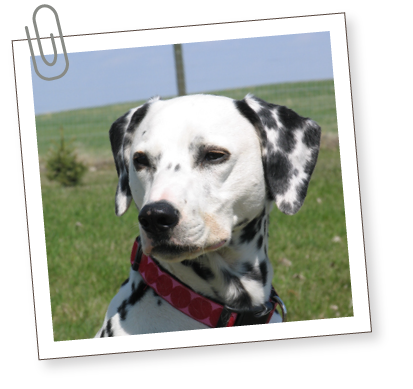 South Bark - Interactive Dog Boarding - Home South Bark - Interactive Dog Boarding - Home