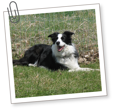 South Bark - Interactive Dog Boarding - Rates South Bark - Interactive Dog Boarding - Rates