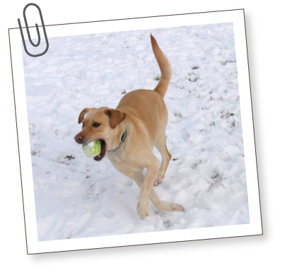South Bark - Interactive Dog Boarding