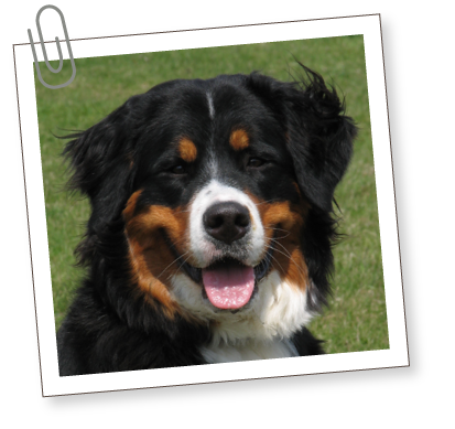 South Bark - Interactive Dog Boarding - Location