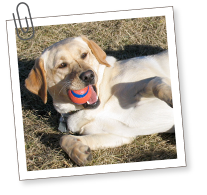 South Bark - Interactive Dog Boarding - About Us South Bark - Interactive Dog Boarding - Home