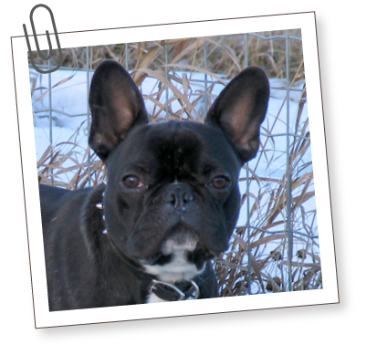 South Bark - Interactive Dog Boarding - Links