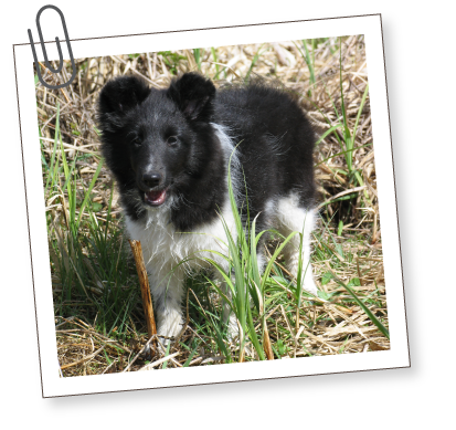 South Bark - Interactive Dog Boarding - Hours South Bark - Interactive Dog Boarding - Hours