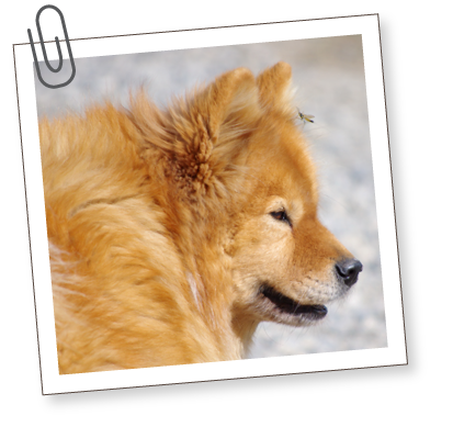 South Bark - Interactive Dog Boarding - Rates South Bark - Interactive Dog Boarding - Rates