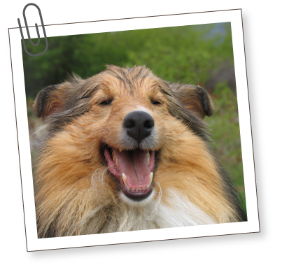 South Bark - Interactive Dog Boarding - Contact