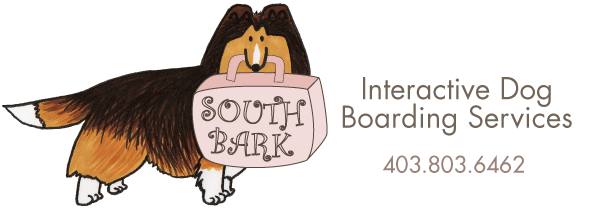 South Bark - Interactive Dog Boarding South Bark - Interactive Dog Boarding