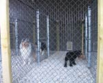 South Bark Boarding Kennel Pictures