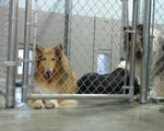 South Bark Boarding Kennel Pictures