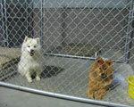 South Bark Boarding Kennel Pictures