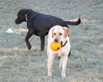 South Bark Boarding Kennel Pictures