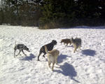 South Bark Boarding Kennel Pictures