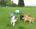 South Bark Boarding Kennel Pictures