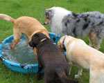 South Bark Boarding Kennel Pictures