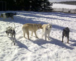 South Bark Boarding Kennel Pictures